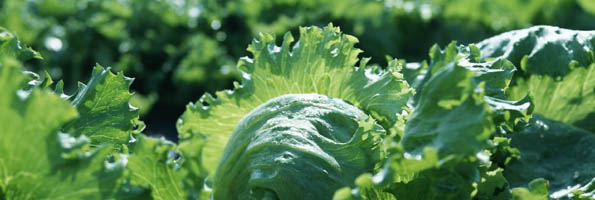 金鵬環益的綠色生態小院